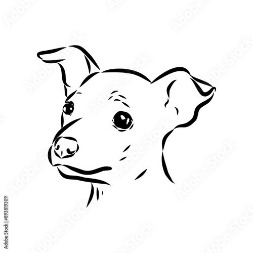 American naked Terrier an American hairless terrier dog American naked terrier vector sketch