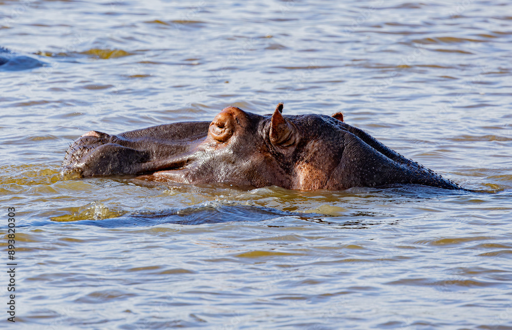 Fototapeta premium St. Lucia Estuary, South Africa