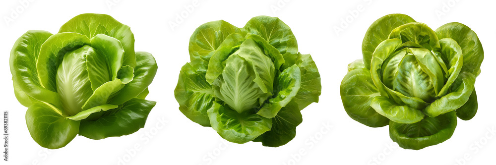 butter lettuce isolated on transparent background butter lettuce isolated on transparent background