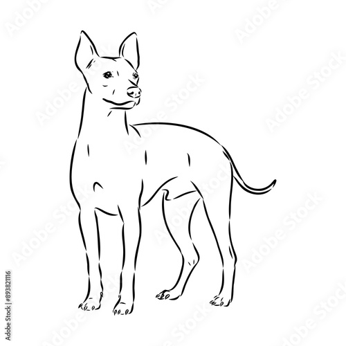 American naked Terrier an American hairless terrier dog American naked terrier vector sketch