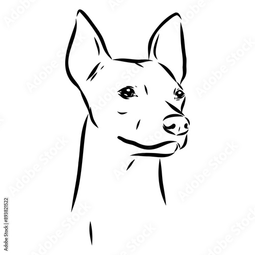 American naked Terrier an American hairless terrier dog American naked terrier vector sketch