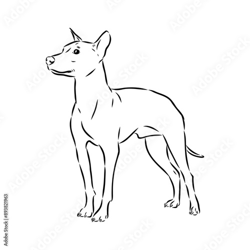 American naked Terrier an American hairless terrier dog American naked terrier vector sketch