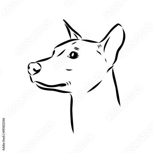 American naked Terrier an American hairless terrier dog American naked terrier vector sketch