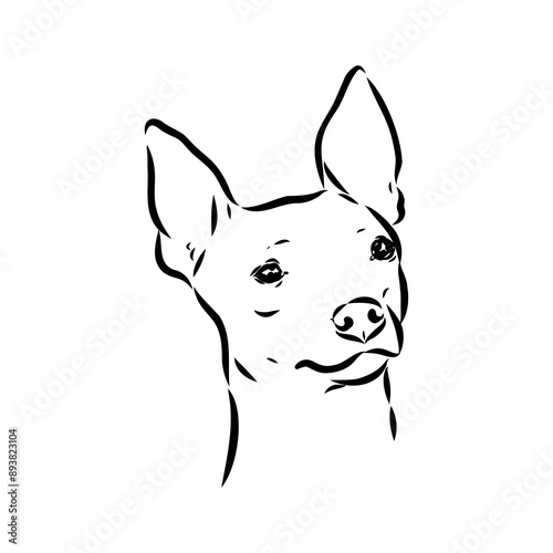American naked Terrier an American hairless terrier dog American naked terrier vector sketch