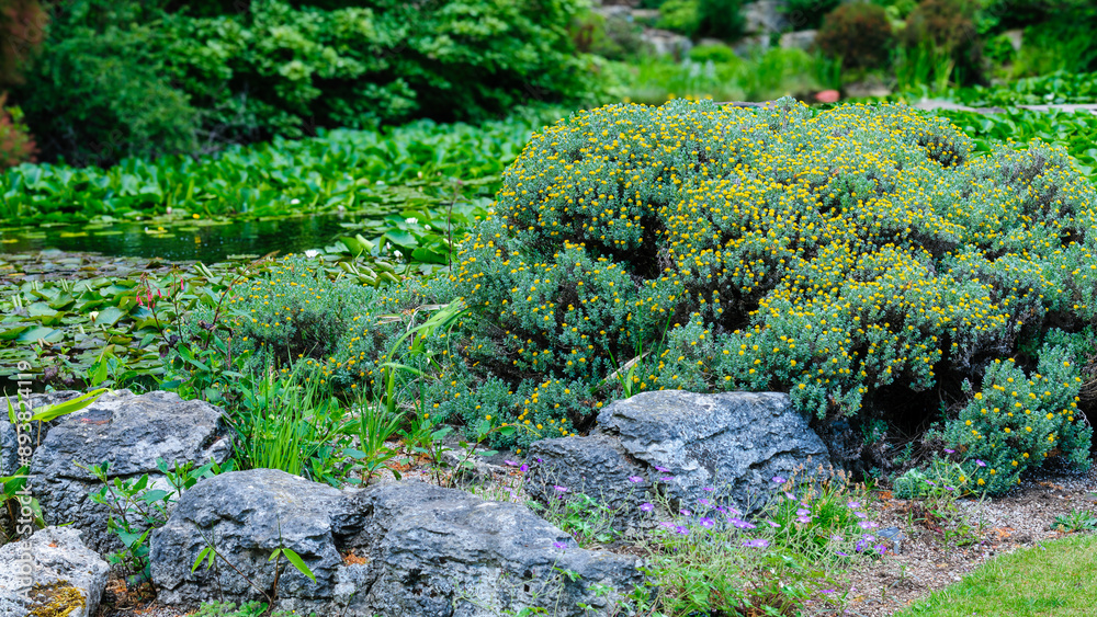 plants on the rocks plants on the rocks