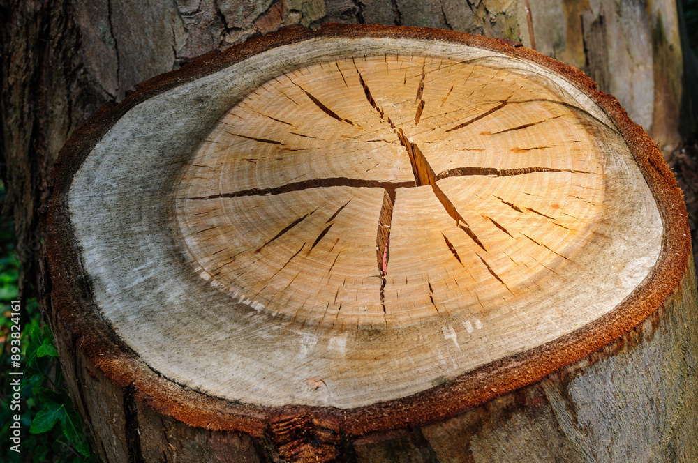 cross section of tree trunk cross section of tree trunk