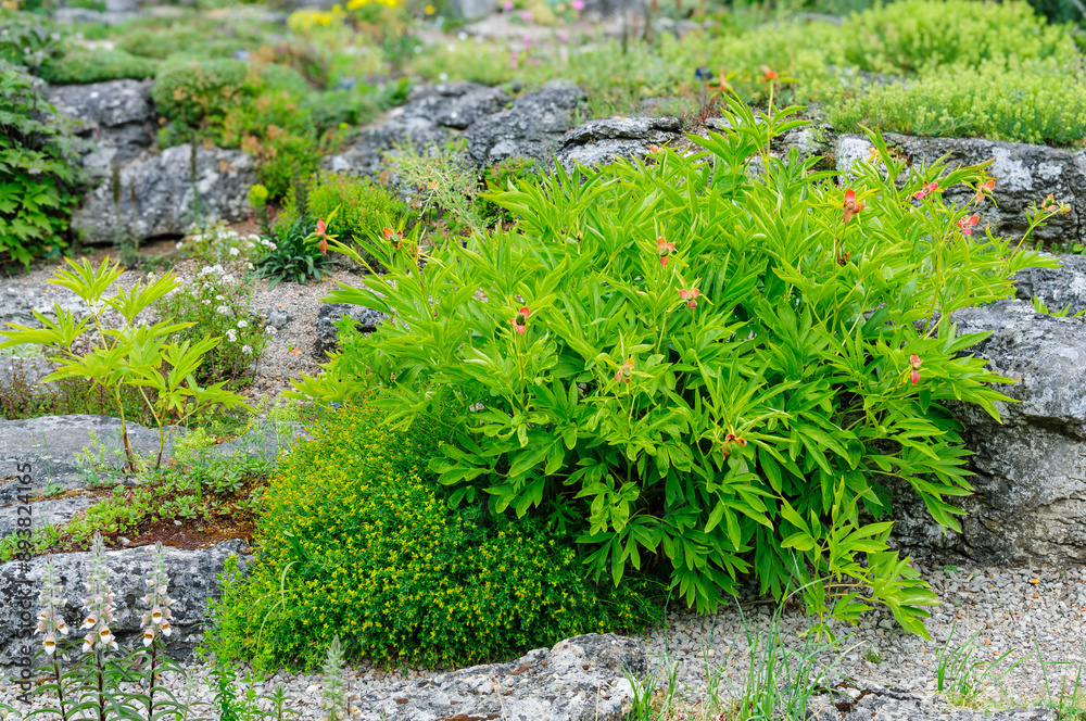 Obraz premium green plants on stone