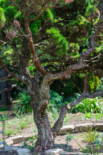 tree in the botanical garden 