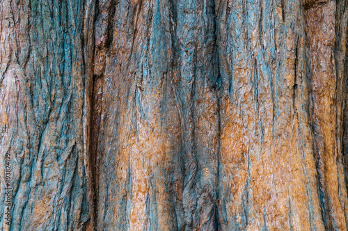 bark of a tree