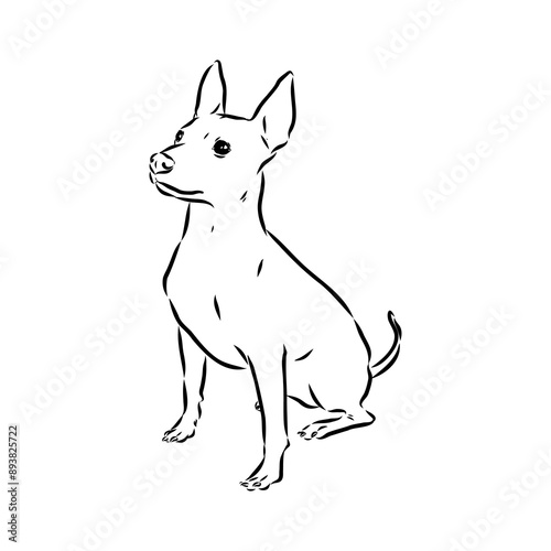 American naked Terrier an American hairless terrier dog American naked terrier vector sketch