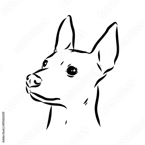 American naked Terrier an American hairless terrier dog American naked terrier vector sketch