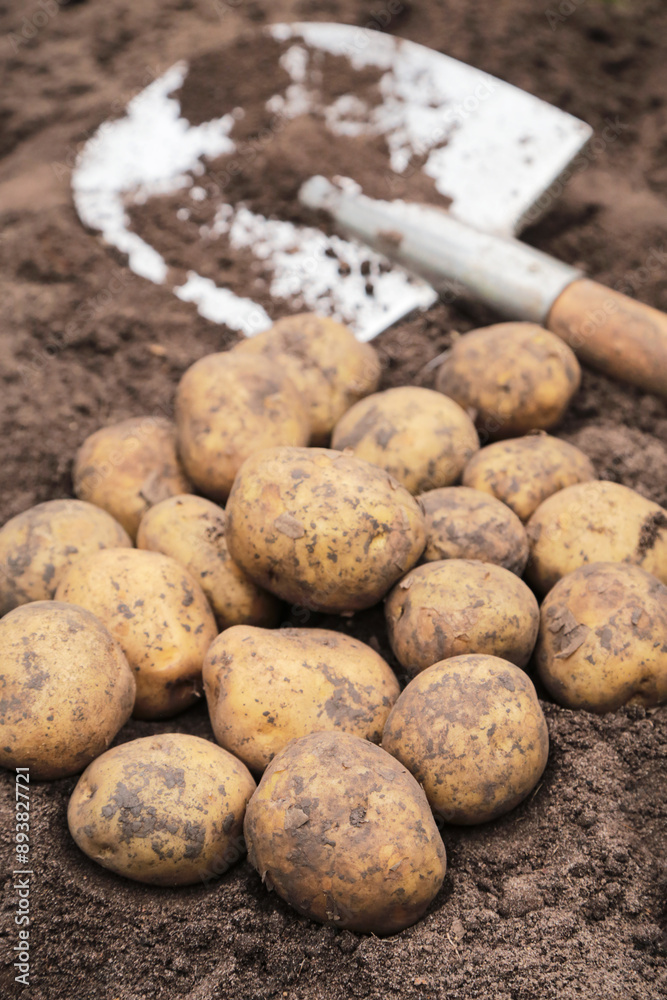 Potato harvest close up. Freshly harvested yellow brown potato with shovel on soil ground in farm garden Potato harvest close up. Freshly harvested yellow brown potato with shovel on soil ground in farm garden