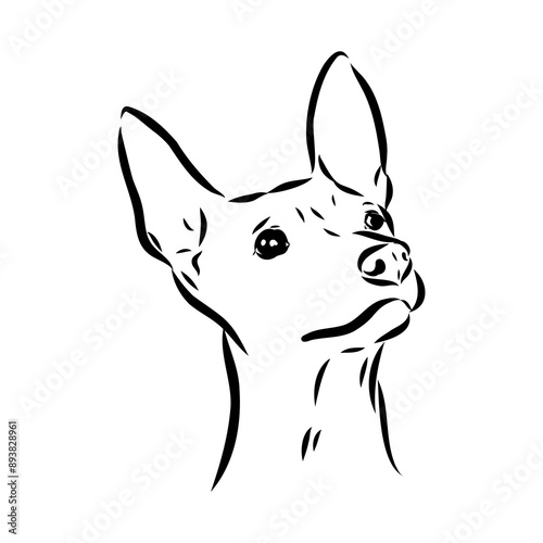 American naked Terrier an American hairless terrier dog American naked terrier vector sketch