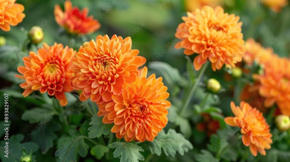 Chrysanthemum flowers on a green plant Chrysanthemum flowers on a green plant
