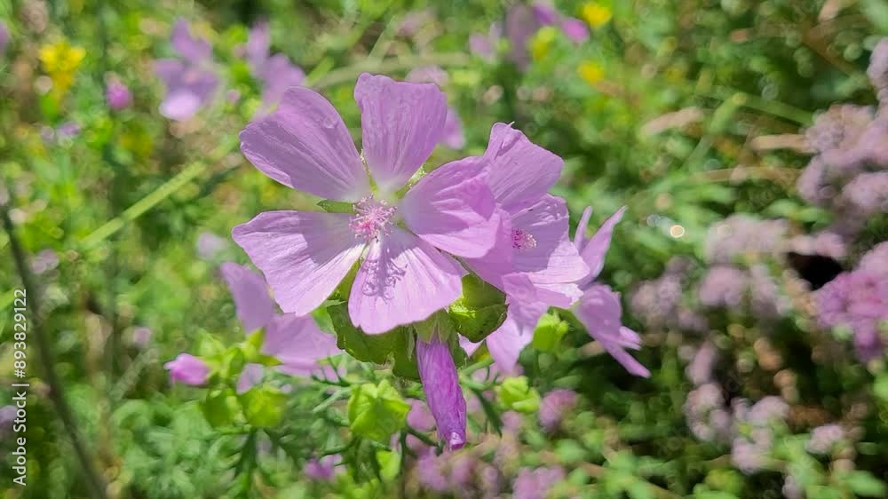 Wildblume, Moschus-Malve (Malva moschata) im Wind, Bayern, Deutschland Wildblume, Moschus-Malve (Malva moschata) im Wind, Bayern, Deutschland