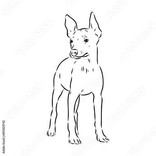 American naked Terrier an American hairless terrier dog American naked terrier vector sketch