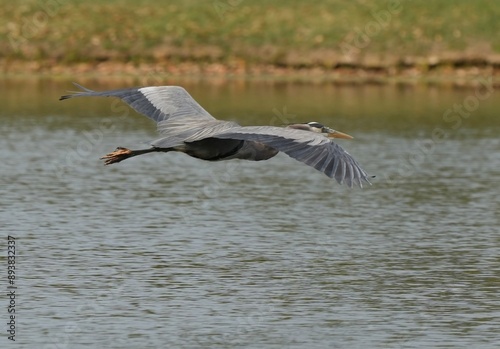 heron in flight