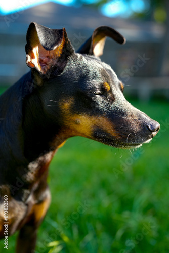 portrait of a dog in the sunlight