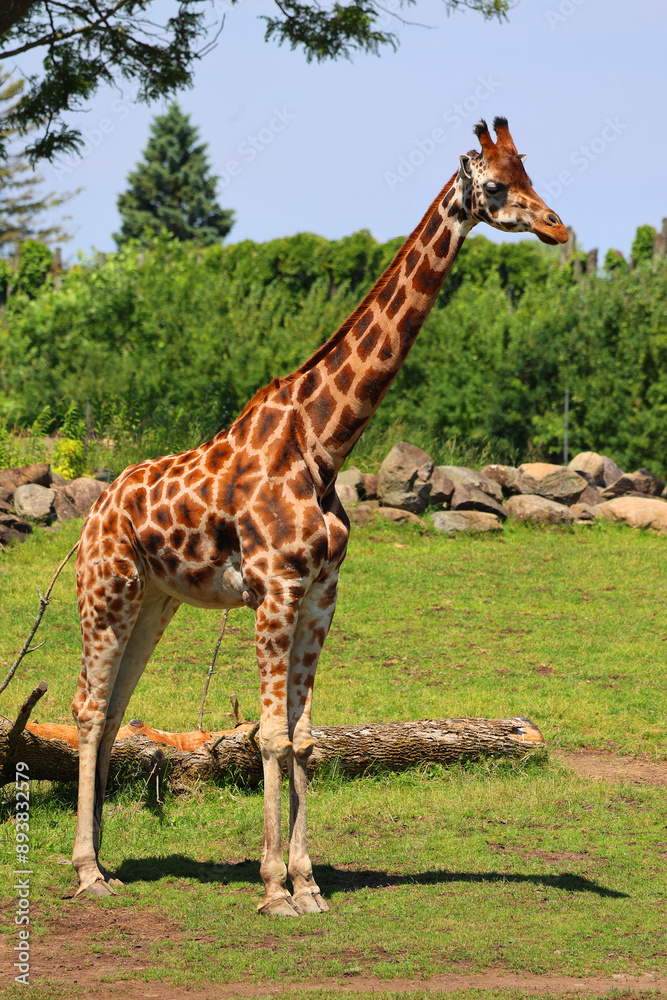Obraz premium The giraffe (Giraffa camelopardalis) is an African even-toed ungulate mammal, the tallest of all extant land-living animal species, and the largest ruminant.