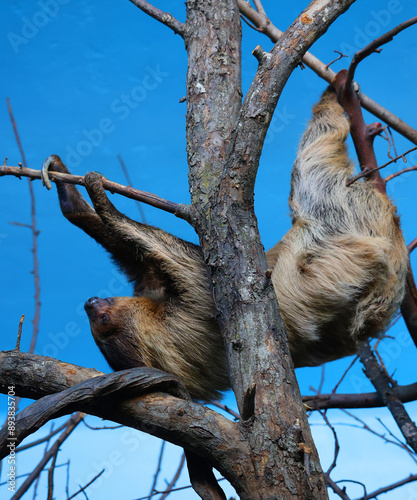 Sloths are arboreal mammals noted for slowness of movement and for spending most of their lives hanging upside down in the trees of the tropical rainforests of South America and Central America photo