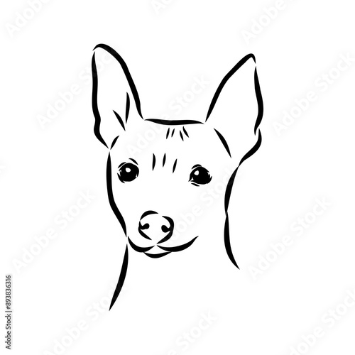 American naked Terrier an American hairless terrier dog American naked terrier vector sketch