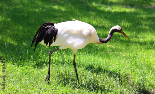 The red-crowned crane (Grus japonensis), also called the Manchurian crane or Japanese crane, is a large East Asian crane among the rarest cranes in the world. photo