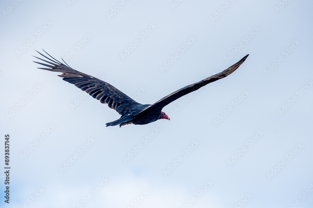 Fototapeta premium Cuervo cabeza roja - Cathartes aura volando