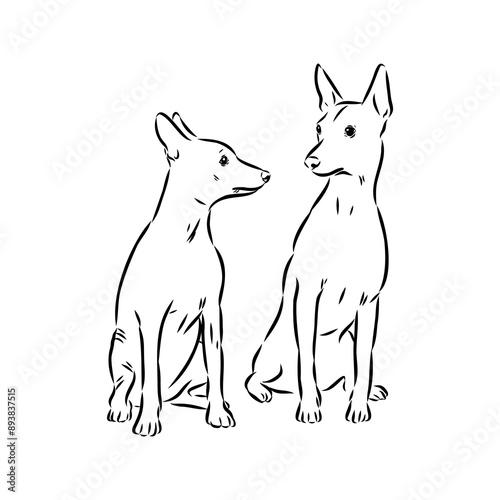 American naked Terrier an American hairless terrier dog American naked terrier vector sketch