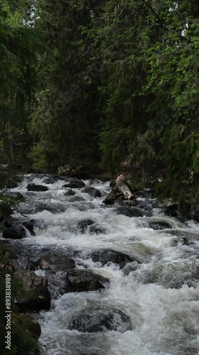 river in the forest