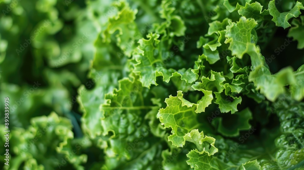 Hydroponic farm produces fresh organic lettuce Hydroponic farm produces fresh organic lettuce