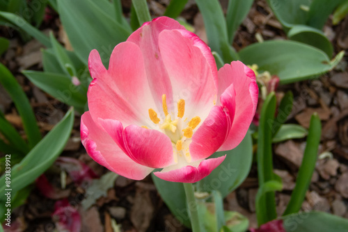 Tulip in the sunlight