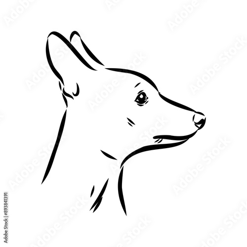American naked Terrier an American hairless terrier dog American naked terrier vector sketch