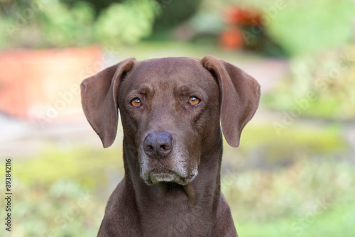 Brown Weimaraner dog profile