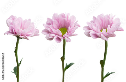 Chamomiles on a white isolated background