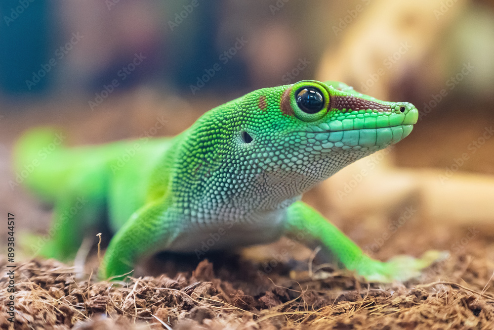 Fototapeta premium Close-up portrait of a beautiful Madagascar gecko Phelsuma