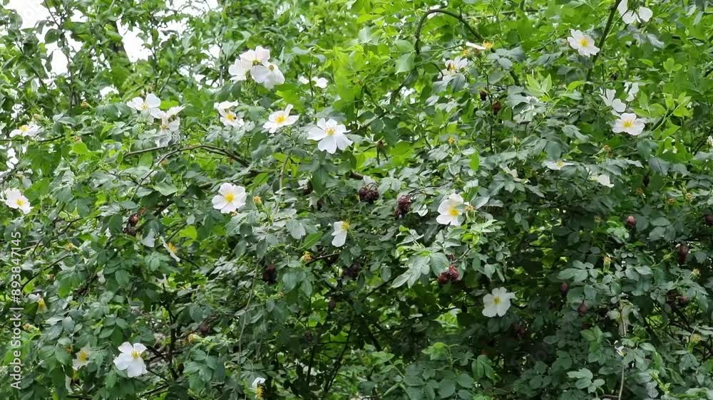 A bush with white rose hips surrounded by dense green foliage. The combination of colors creates an impression of freshness and natural beauty. A bush with white rose hips surrounded by dense green foliage. The combination of colors creates an impression of freshness and natural beauty.