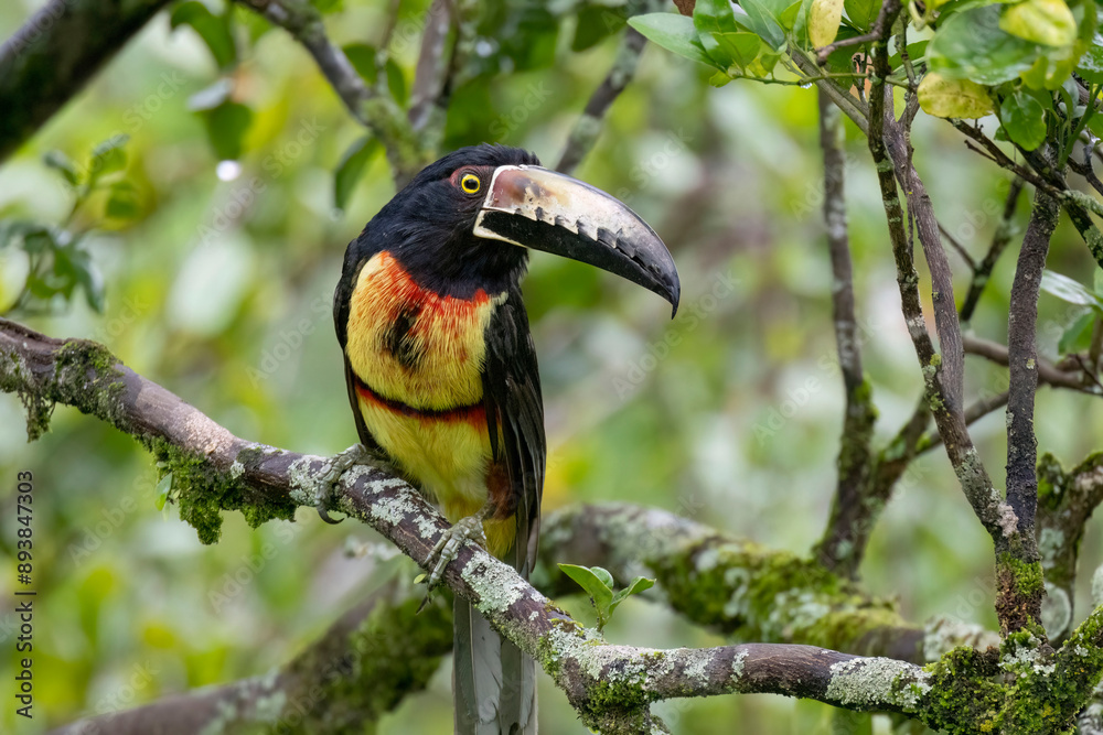 Fototapeta premium Collared Aracari or Collared Araçari (Pteroglossus torquatus)