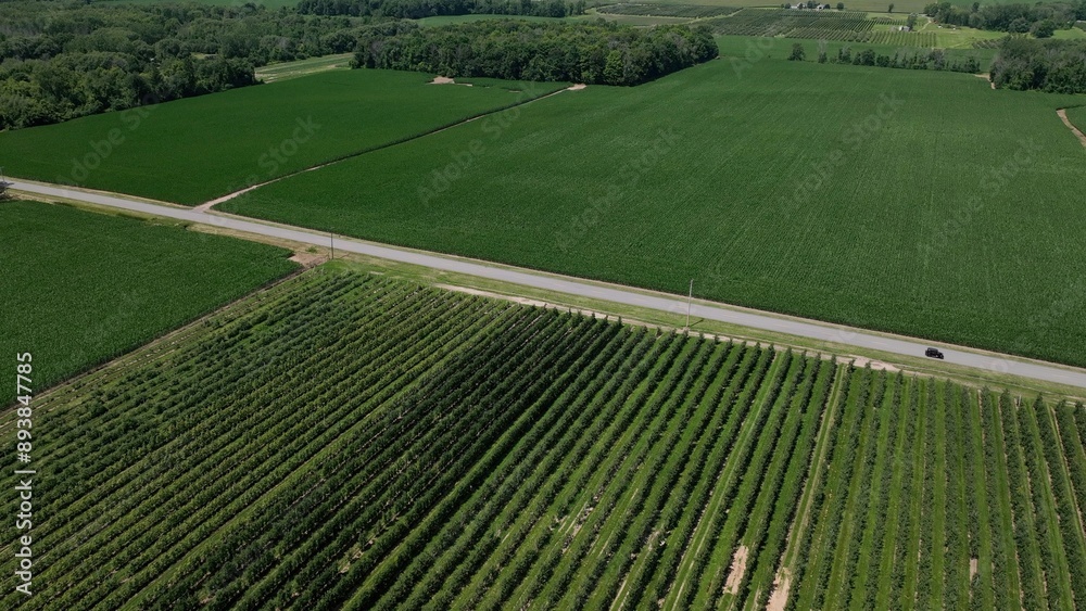 Fototapeta premium Apple tree farm in New York State green countryside by Erie Canal 