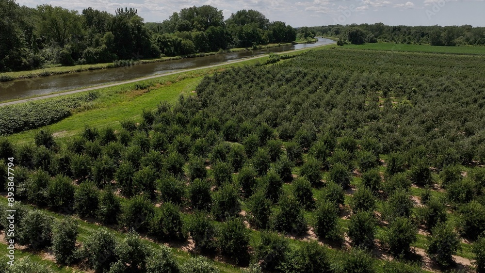 Naklejka premium Apple tree farm in New York State green countryside by Erie Canal 