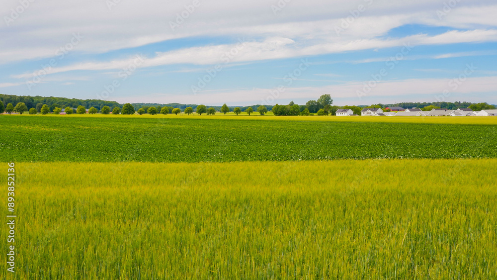 Obraz premium A beautiful green field with a forest in Sweden, swedish countryside.