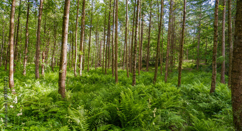 Old spruce forest with moss on the ground, Sweden.