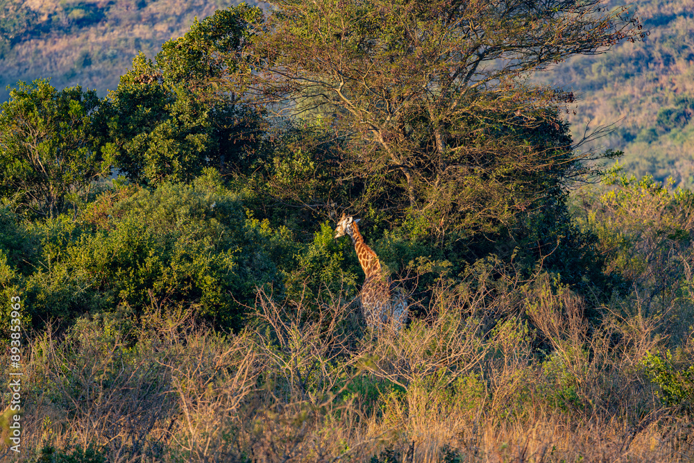 South Africa Safari