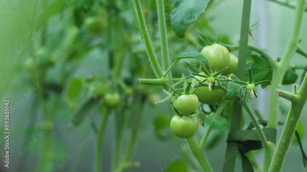 green small growing tomatoes ripen on a branch on a plantation in a greenhouse, growing tomatoes in a greenhouse green small growing tomatoes ripen on a branch on a plantation in a greenhouse, growing tomatoes in a greenhouse