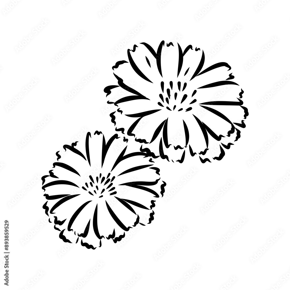 Fototapeta premium hand drawing of a chicory flower vector