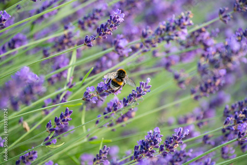 Fototapeta Naklejka Na Ścianę i Meble -  Bumblebee Pollinating Lavender in Horten, Norway