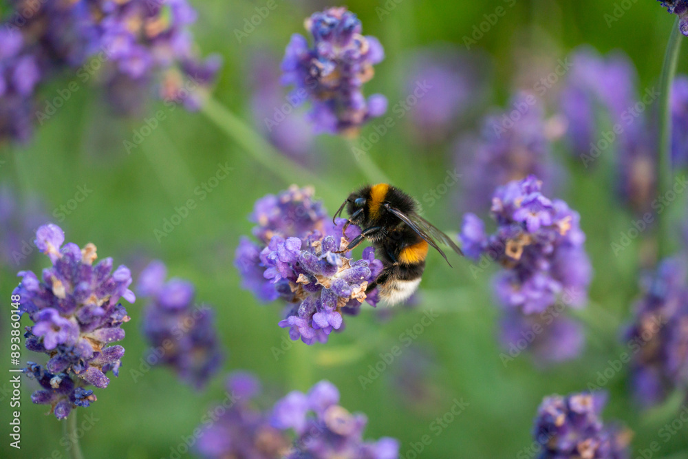 Bumblebee Pollinating Lavender in Horten, Norway Bumblebee Pollinating Lavender in Horten, Norway