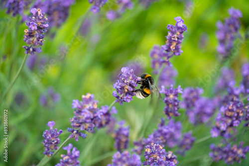 Bumblebee Pollinating Lavender in Horten, Norway