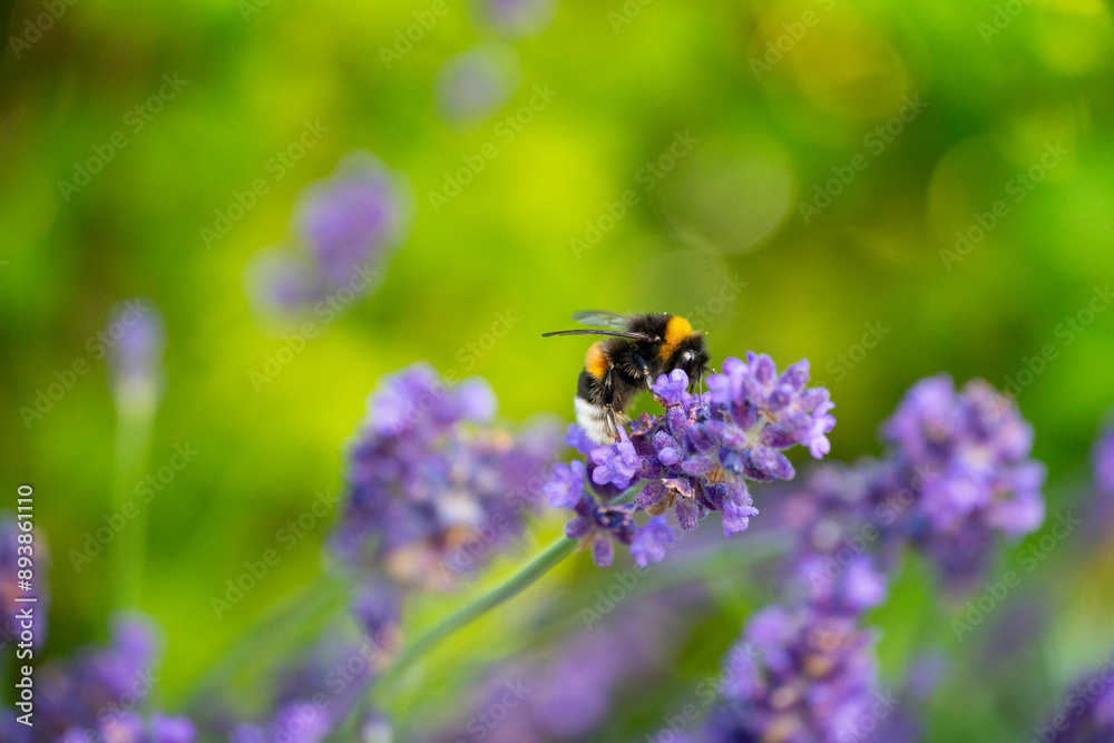 Bumblebee Pollinating Lavender in Horten, Norway Bumblebee Pollinating Lavender in Horten, Norway