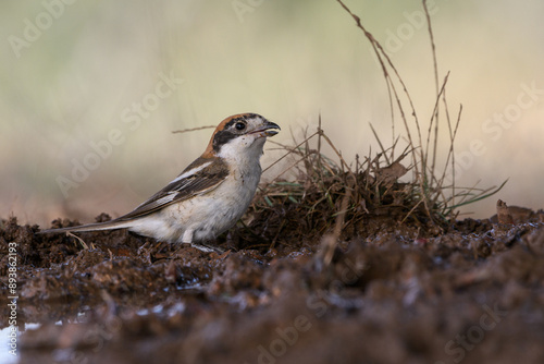 Female Woodchat shrike drinking photo