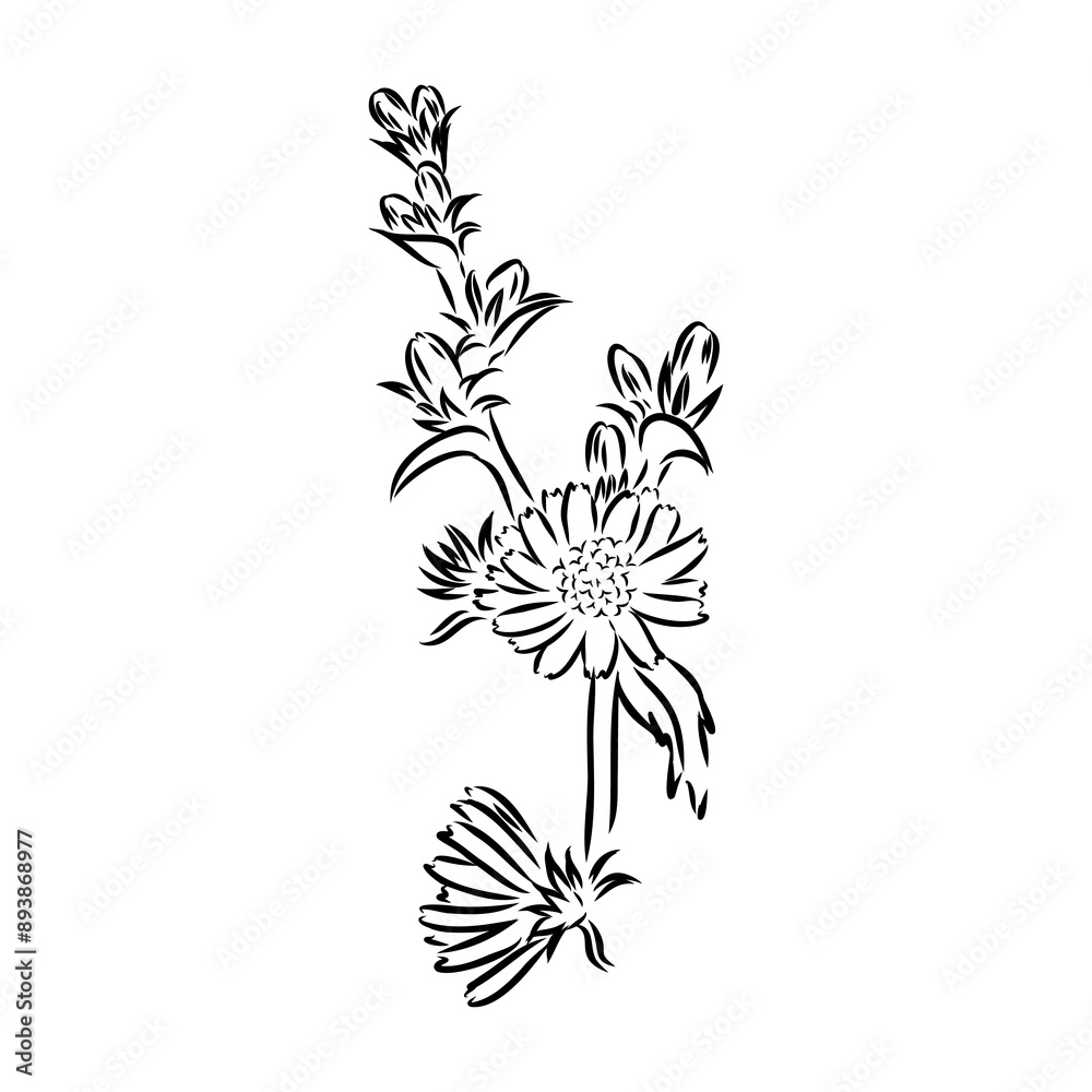 hand drawing of a chicory flower vector hand drawing of a chicory flower vector